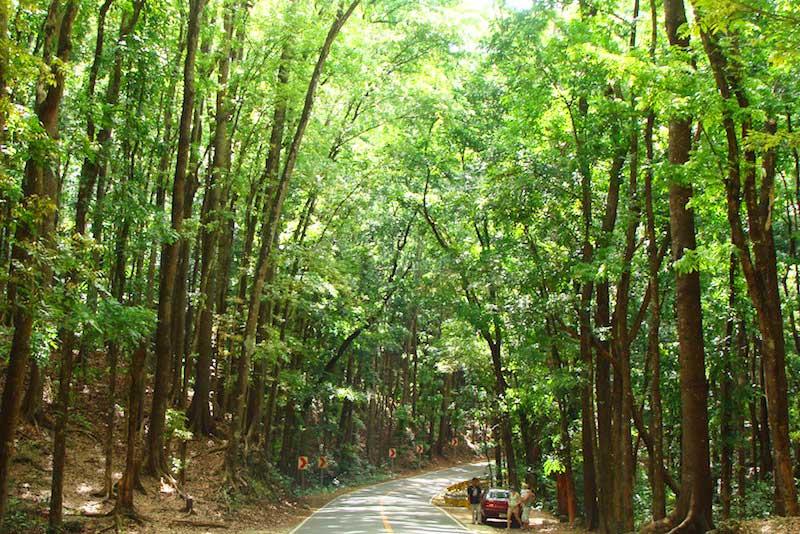 rung-nhan-tao-loboc-bohol